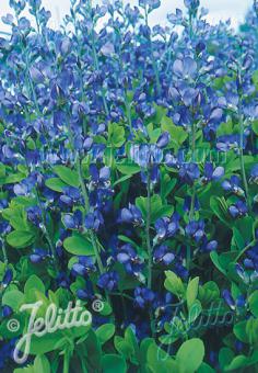 Baptisia australis